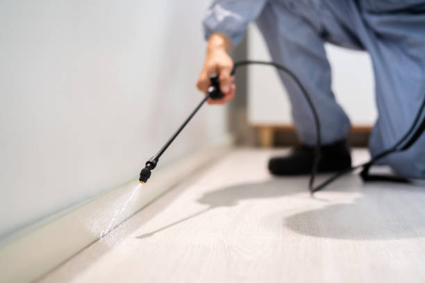 Certified termite inspector examining foundation in Halstead