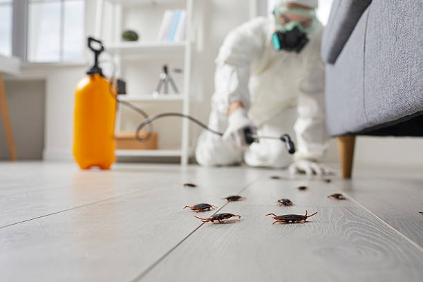 Commercial Kitchen Cockroach Control in Halstead